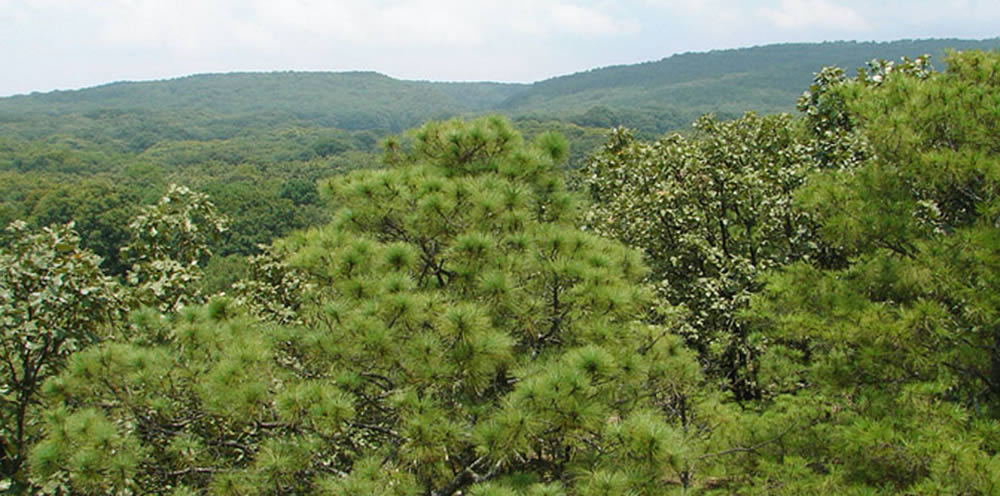 Bosque La Primavera, Guadalajara y Zapopan