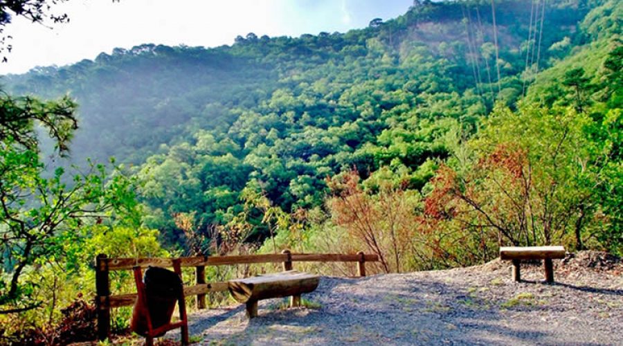 Bosque de Maple en Talpa, Jalisco