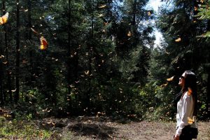 Santuario de la Mariposa Monarca: Sierra Chincua
