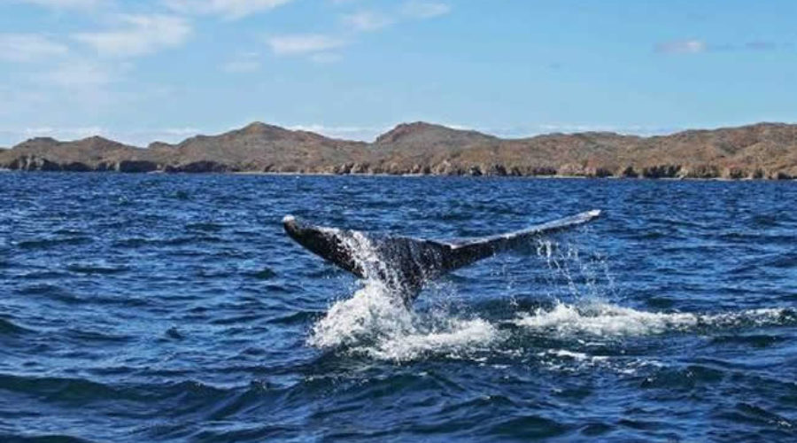 Bahía Magdalena en Baja California Sur