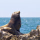 Bahía de San Jorge en Sonora