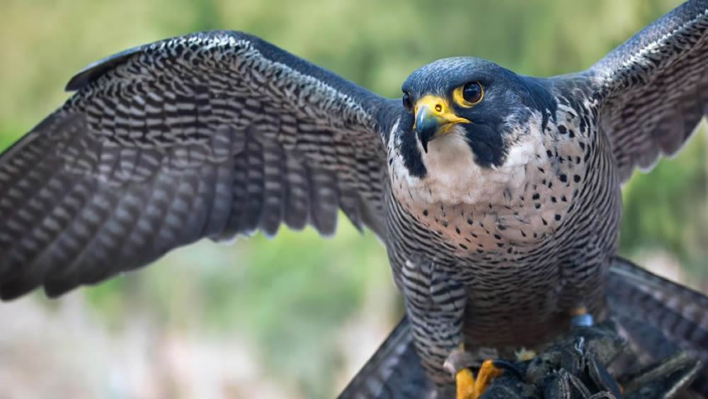 Observación de Aves en Colima