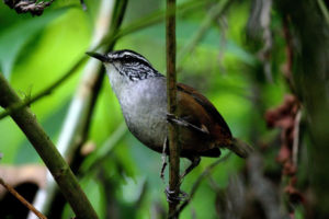 Observación de Aves en Colima
