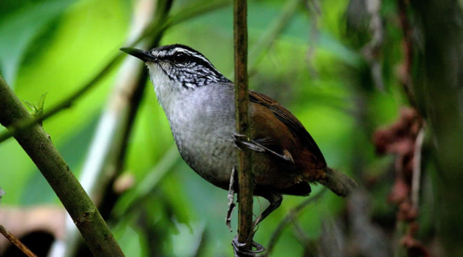 Observación de Aves en Colima